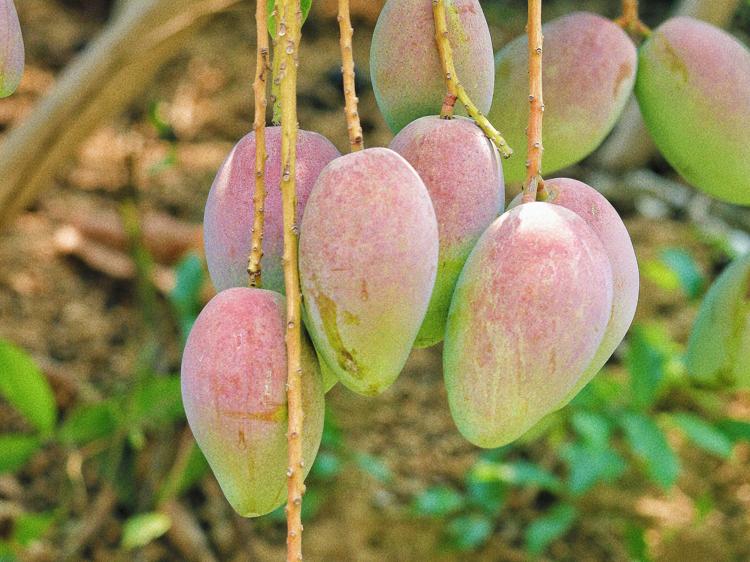 减肥吃芒果会胖吗？科学解析热量密码