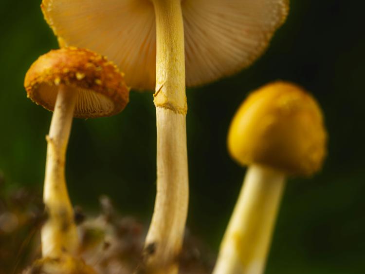 巴旦木吃对不发胖：每日几颗刚好？不同人群科学吃法