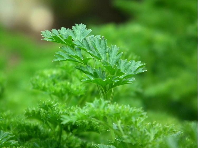 科学补铁指南：三类天然食材助你改善缺铁性贫血