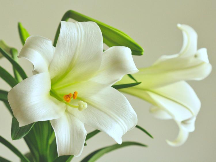 百合养生功效大揭秘，这样吃更科学