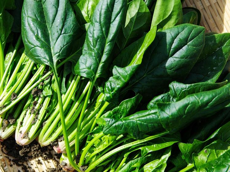 胡萝卜与菠菜搭配的科学解析:营养优势与健康吃法 胡萝卜与菠菜搭配的科学解析:营养优势与健康吃法