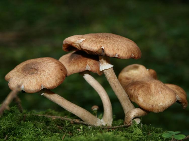 木耳到底要不要焯水?科学解析烹饪技巧与营养保留 木耳到底要不要焯水?科学解析烹饪技巧与营养保留