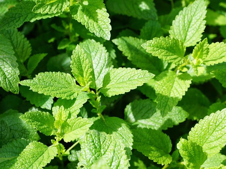 薄荷的三大药理作用解析：从传统应用到现代研究